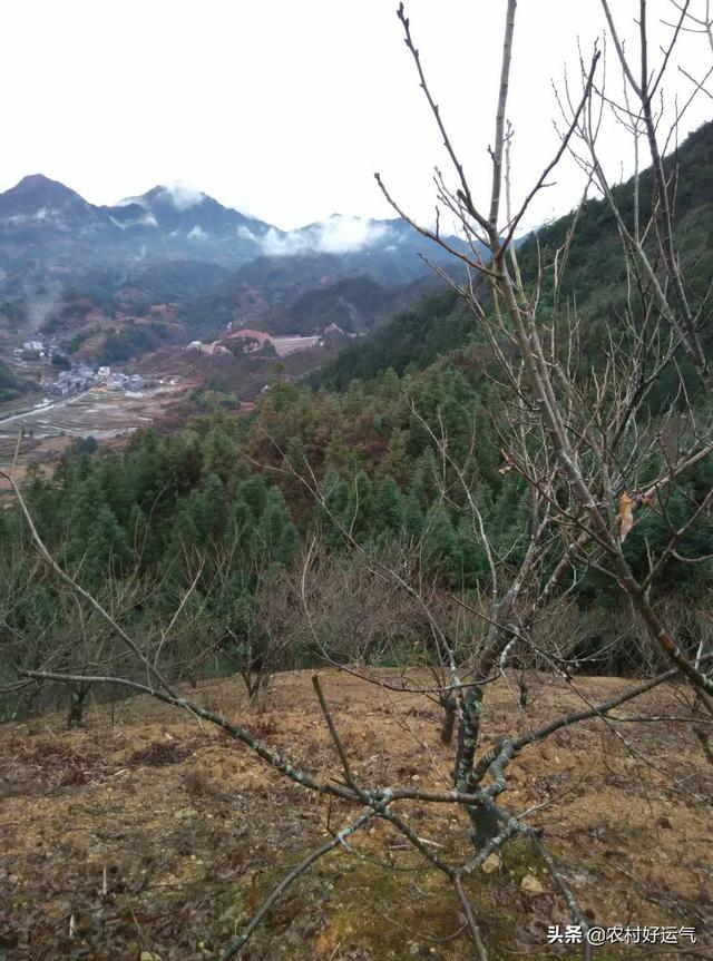 高山菜做法家常做法大全(图26)