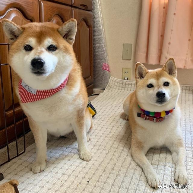 家里新来一只狗狗，两只狗要怎么相处啊,第1张