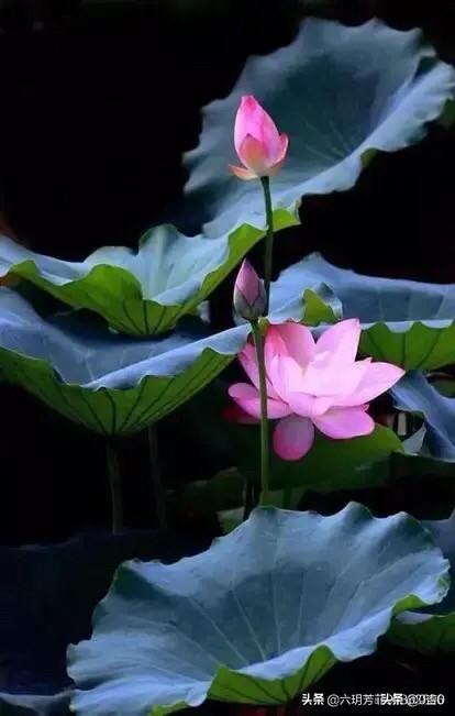 女性纹身是怎样文胸的(图12)