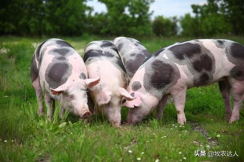 养猪如何降低成本提高效益？