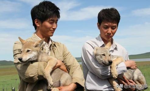 狼图腾电影在线观看（狼图腾电影完整版免费）