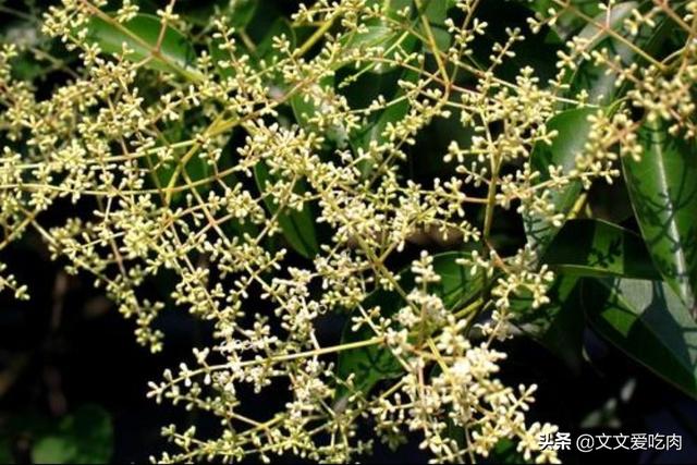 穗状花序的植物有哪些-穗状花序的植物有哪些科