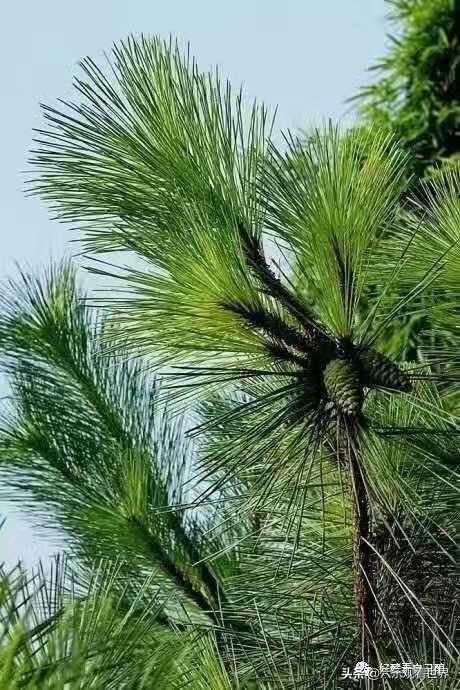 坚守阵地2奇迹市场 坚守阵地2城镇第一关三星攻略-第2张图片-随然AIR主题