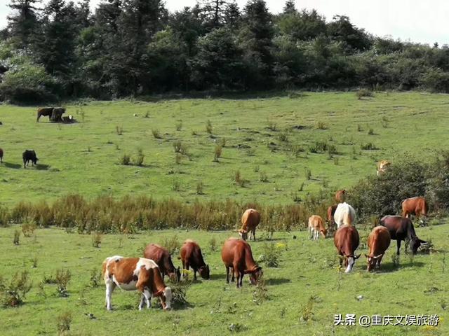 定边景点门票价格， 定边景点门票价格多少