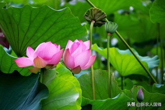 喜欢荷花的女人的性格(图1)