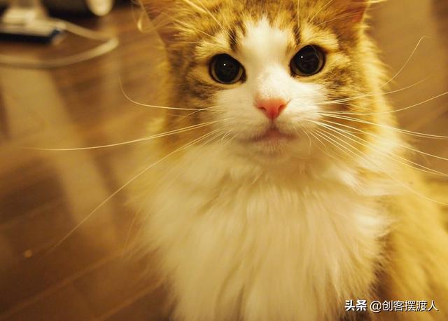 养猫怎样注意卫生,第1张