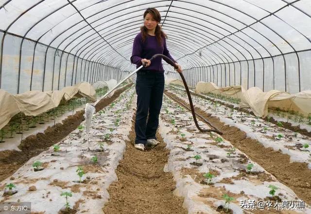 全国蔬菜种植，全国蔬菜种植面积