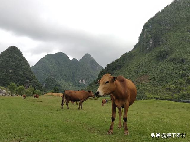 欧美肉牛养殖-国外肉牛养殖技术视频