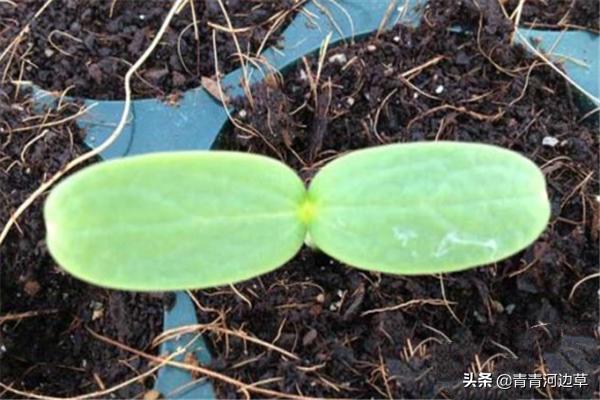 自制阳台种植,自制阳台种植箱