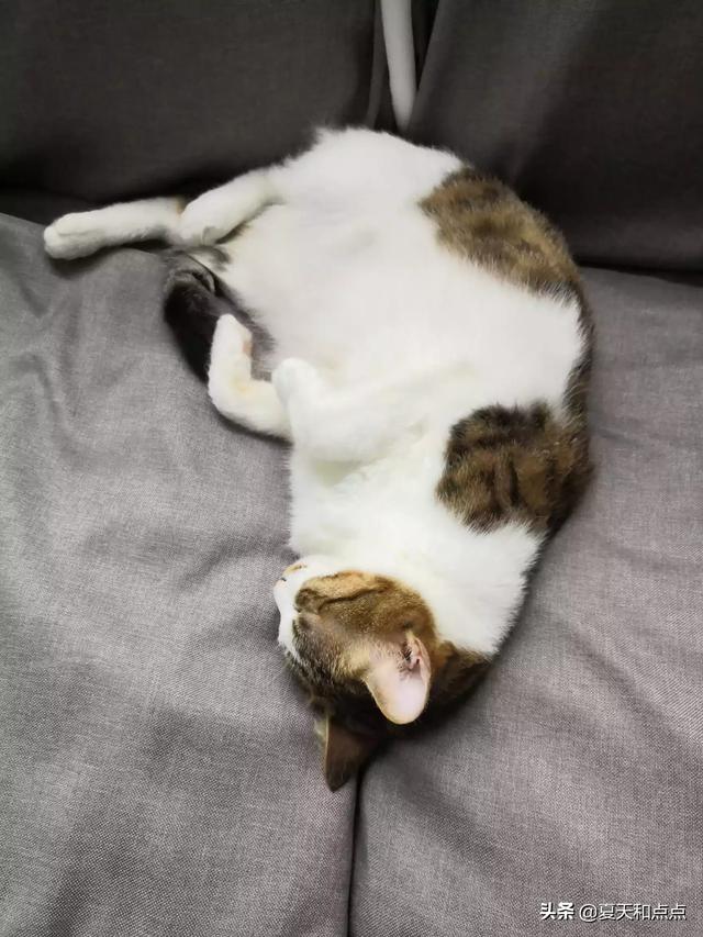 死亡阴影修改器手机版 死亡阴影修改器-第3张图片-随然AIR主题