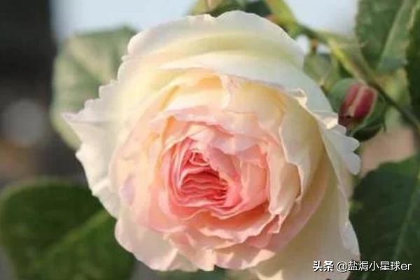 什么花蕾填空(什么花蕾填空两个字 不带的)