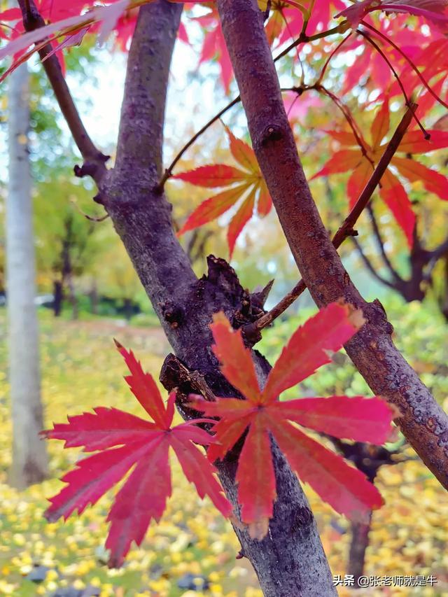 英語(yǔ)完形填空及答案-英語(yǔ)完形填空及答案解析