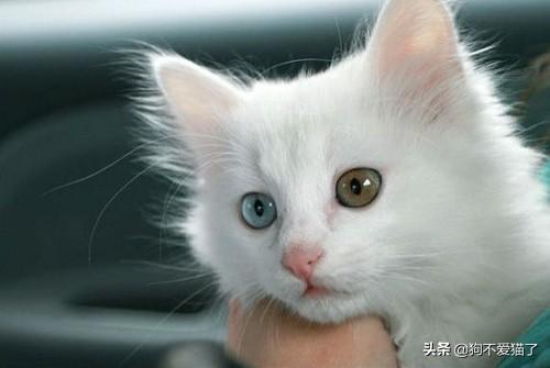 猫咪会哭么？很想知道什么样的情况下猫咪会哭