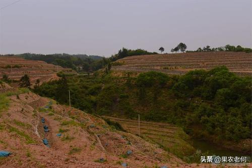 果园日常我的种植生活,果园日常我的种植生活怎么写