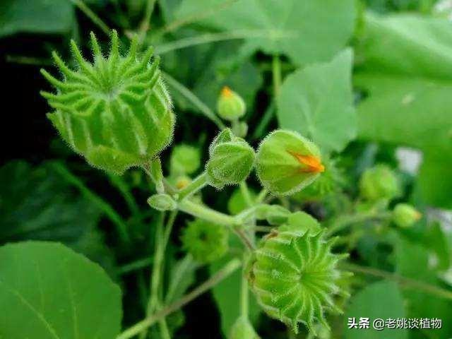 湖南浏阳百亿饲料-湖南浏阳百亿饲料厂地址