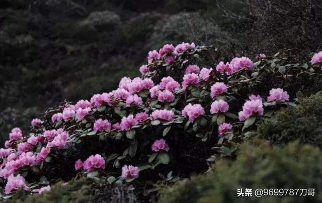 浙南健康小镇景观设计浙南健康小镇景观设计图