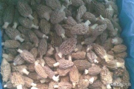 新鲜羊肚菌怎么保存(图3)