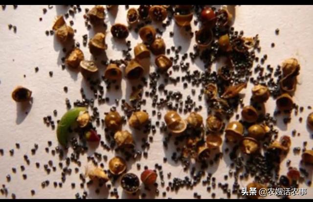 秋季宿根太阳花怎么养护和管理(图3)