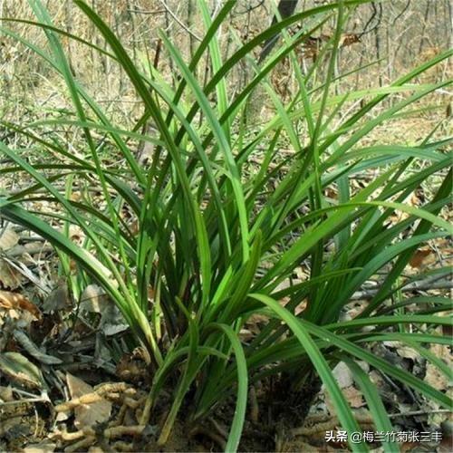 果园种植兰花怎么样,果园种植兰花怎么样施肥