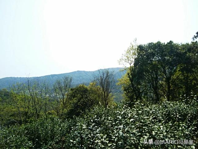 云南丽江市古城区摘枇杷民宿帮忙推荐几个,丽江附近哪里有果园采摘