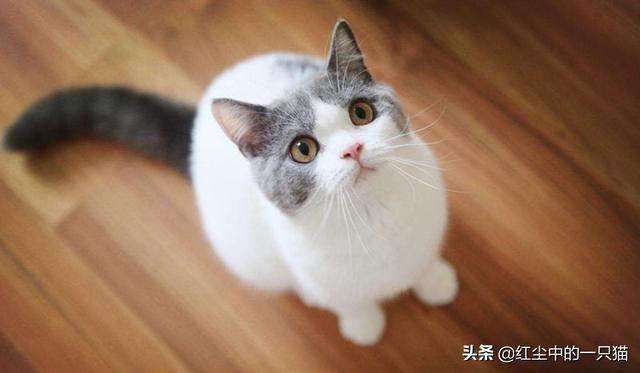 宠物虎斑黑猫价格，宠物虎斑黑猫价格多少