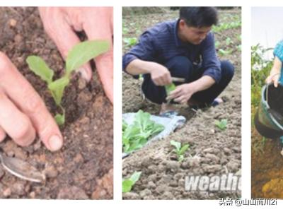 菜苗种植方法，菜苗种植方法教程