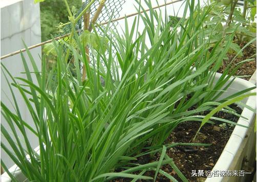 阳台种植韭菜的方法,阳台种植韭菜的方法和时间