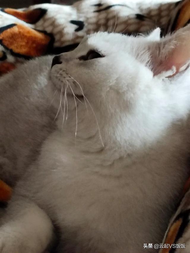 如果不喂猫粮，可以给猫猫做点什么吃