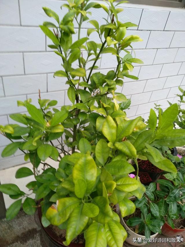 女人的微信名什么最好(图16)