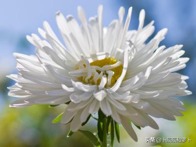 课外描写植物的诗歌（我还能积累课外描写植物的诗歌）