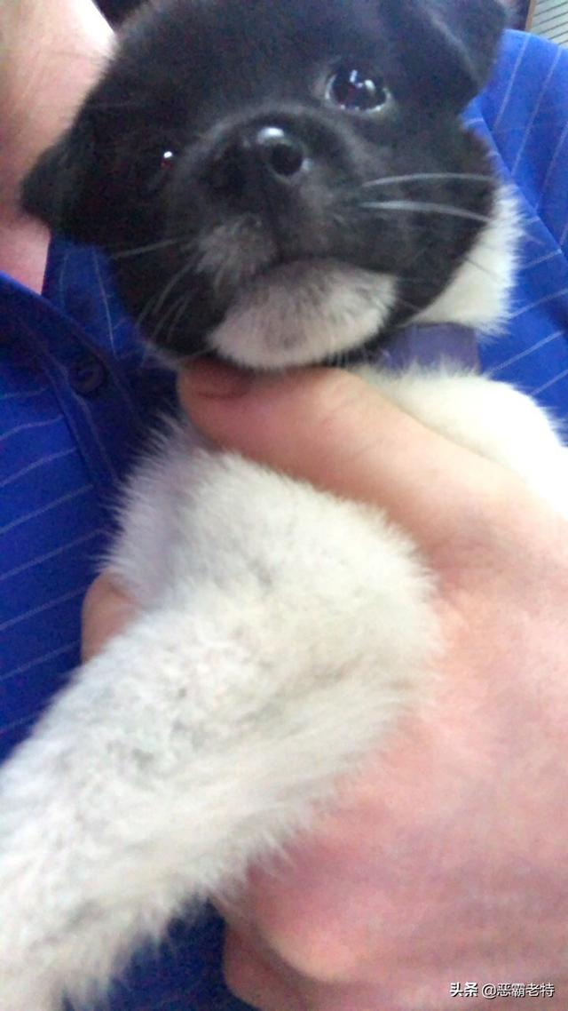 世界十大名犬叫什么品种_世界十大名犬叫什么品种的