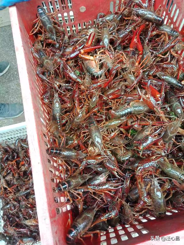 广州市饲料研究所-广州市饲料研究所单位性质