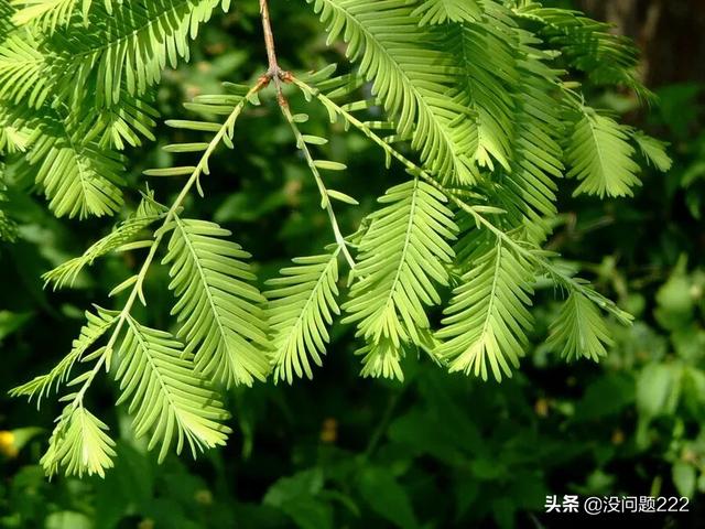 水杉是什么植物 （水杉是什么植物类别）