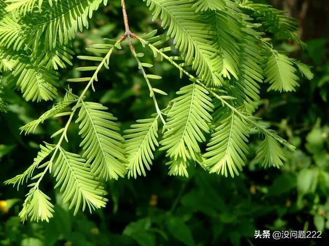 水杉是什么植物?水杉是什么植物裸子还是被子!