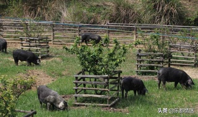 [我有一块地]有一片地是故乡我意思是？