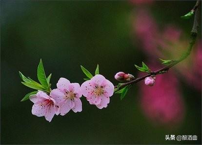 梦到当伴娘结果没赶上,梦到当伴娘结果没赶上怎么回事