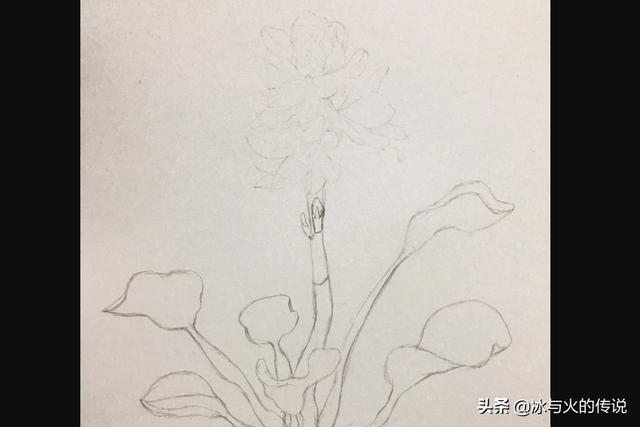 植物花卉线描大全? 植物花卉线描大全图片!