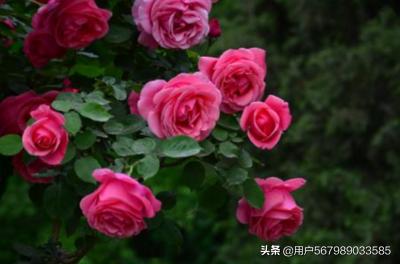 花名称大全（两字的花名称大全）
