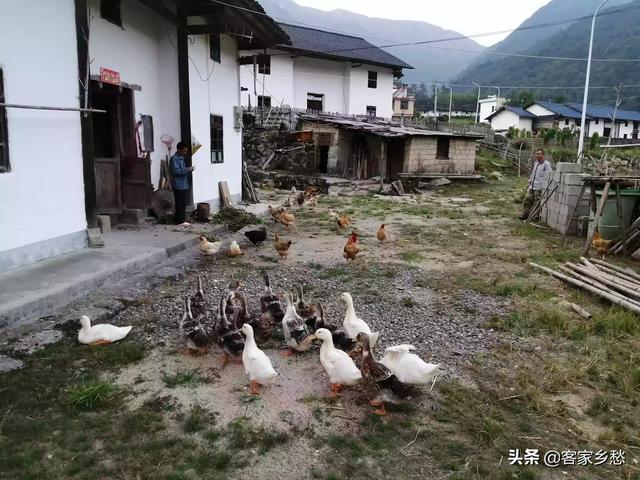 广西北海肉兔养殖基地-广西北海肉兔养殖基地在哪里