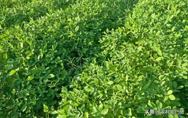 果园种植花生用什么肥料,果园种植花生用什么肥料最好