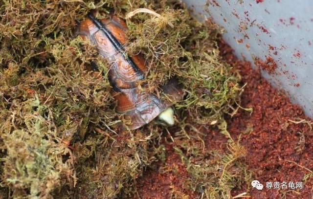 中华龟冬天该怎样养,第1张