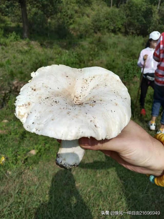 高岭的自行车，高岭的自行车动漫