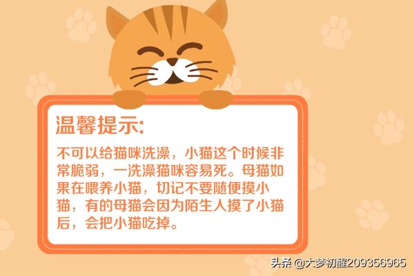 刚出生的小猫吃什么