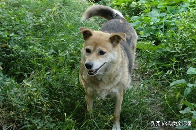 什么狗最忠誠?什么狗最忠誠護主又好養又聰明!