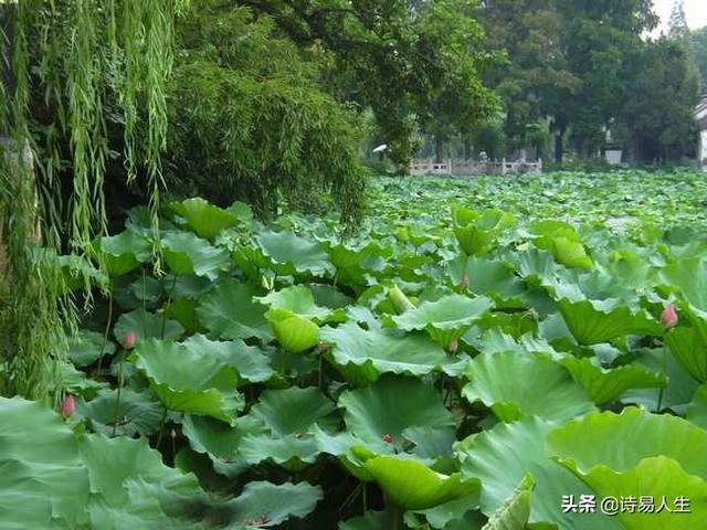 什么游戏最好玩，女生游戏？：爱莲说图片