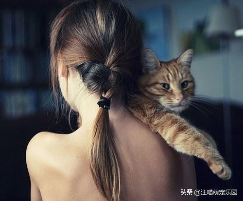 男生对于养猫的女生怎么看