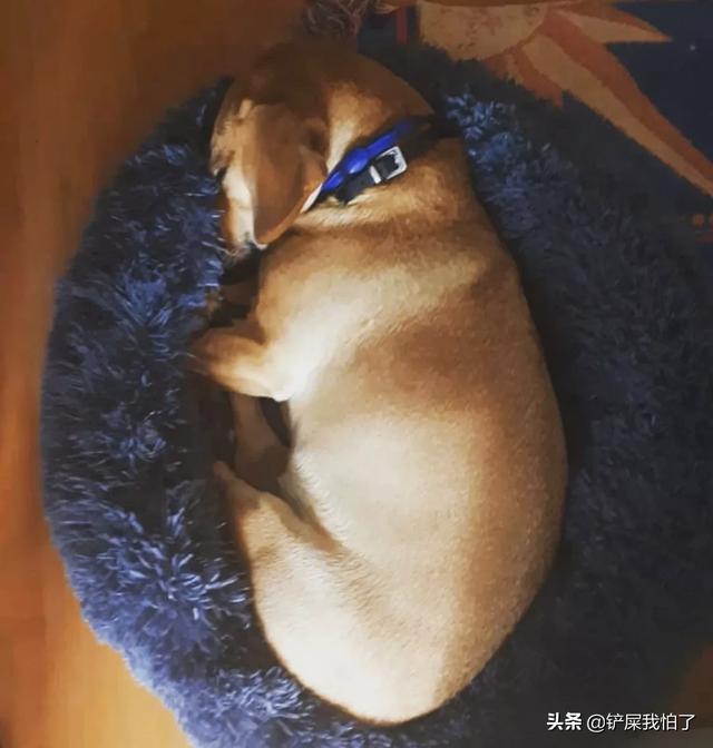 安闹闹-安闹闹翼装飞行