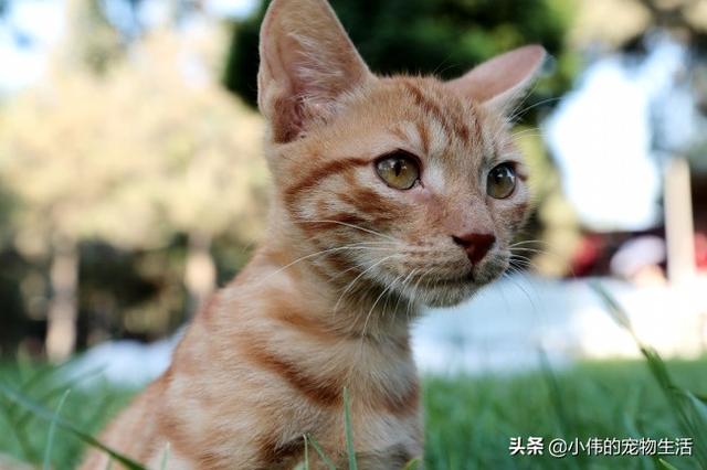 养猫怎样注意卫生,第7张