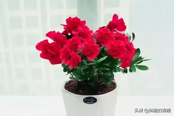 紫色毛鹃杜鹃花怎么养护和管理