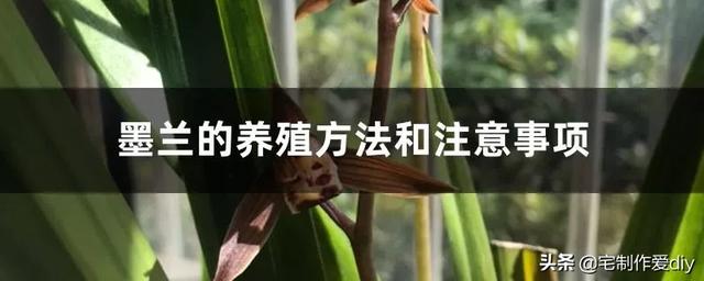 兰花的养殖方法和注意事项 盆栽? 兰花的养殖方法和注意事项 盆栽一!